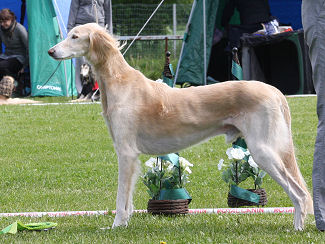 Elvis, BD-4, The oldest dog in show.